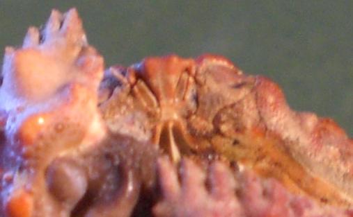 calappa pokipoki T.F.C. base antennale 1.JPG